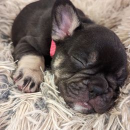 French Bulldog Puppies from Diamond Dog Frenchies
