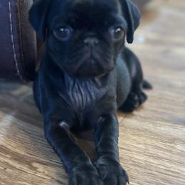 Julietta - Black female Pug puppy in Indian Trail, North Carolina from Love Pugs