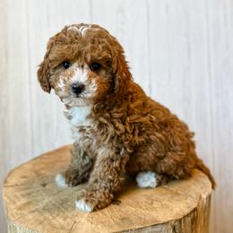 Luna - Red female Aussiedoodle puppy in Arlington, Washington from Doodle Love Laugh
