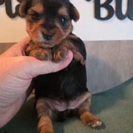 Lily - Black and gold female Yorkshire Terrier puppy in Clermont, Florida from Bella's Prissy Butts