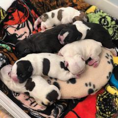 French Bulldog and Nova Scotia Duck Tolling Retriever Puppies from Folklore Den
