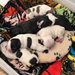 French Bulldog and Nova Scotia Duck Tolling Retriever Puppies from Folklore Den