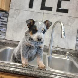 Australian Cattle Dog Puppies from TLC Cattle dogs