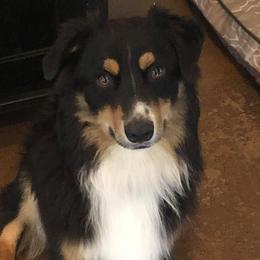 Koop - Australian Shepherd
