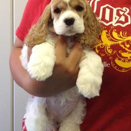 Cocker Spaniel Puppies from Lomapoint Cockers