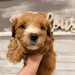 Casanova - Red  male Goldendoodle puppy in Bradenton, Florida from Christianna’s Mini Goldendoodles