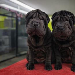 Millie - Black female Chinese Shar-Pei puppy in Franklin, Vermont from Ranch Royale