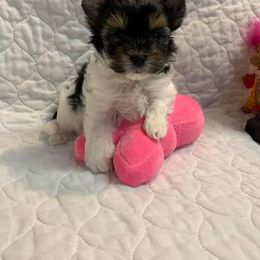 Biewer Terrier Puppies from CG Tiny Paws