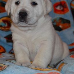 Las Vegas Boise Hollie - Yellow female Labrador Retriever puppy in Spring Creek, Nevada from Badland Kennel