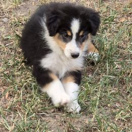 Koop - Black tri-color male Australian Shepherd puppy in Clinton, Missouri from RockyTop Hearts
