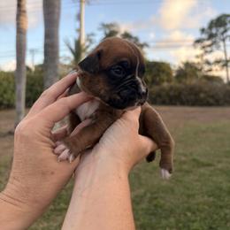 Priscilla-teal - Brindle female Boxer puppy in Florida from BNF Boxers