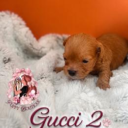 Gucci 2 - Brown male Maltipoo puppy in Concord, California from Puppy Boutique