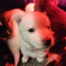Inara - White female Siberian Husky puppy in Madison, Georgia from Thornbury Kennel