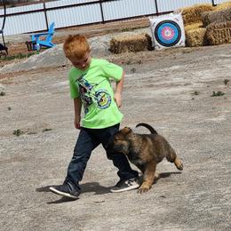 Neo (Midas) - Sable male German Shepherd puppy in Los Lunas, New Mexico from Mali's German Shepherds LLC