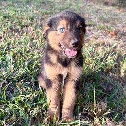 Rose - Red tri female Miniature Australian Shepherd puppy in Michie, Tennessee from Acton Aussies