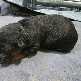 Pink Girl - Black and red female German Shepherd puppy in Lewistown, Missouri from Ewig Krieger Kennels