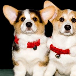 Pembroke Welsh Corgis from Anlen Pembroke Welsh Corgis