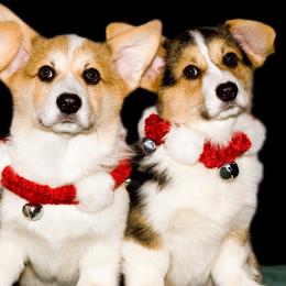 Pembroke Welsh Corgis from Anlen Pembroke Welsh Corgis