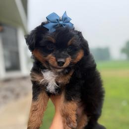 Ranger - Black phantom male Aussiedoodle puppy in Kalamazoo, Michigan from Creekside Ranch