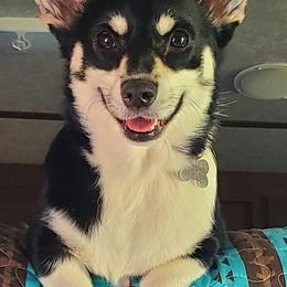 Pembroke Welsh Corgis from Conrad K9s
