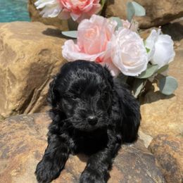 Aussiedoodle Puppies from Cadillac Mini Aussiedoodles, LLC