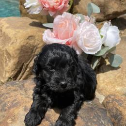 Aussiedoodle Puppies from Cadillac Mini Aussiedoodles, LLC