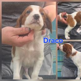 Boy - Red and white male Irish Red and White Setter puppy in Glenwood City, Wisconsin from NyaStar
