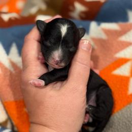 Phillip - Black and white male Sheepadoodle puppy in Wharton, Texas from Little Fur Friends