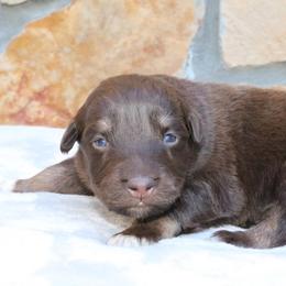 Casper - Red male Australian Shepherd puppy in Macon, Georgia from Shaina’s Shepherds