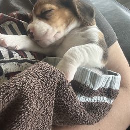 Beagle Puppies from Stranger Creek Beagles