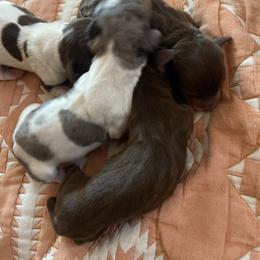 Chase Jr. - Chocolate and tan male Dachshund puppy in Yuba City, California from The Navarro Furbabies
