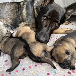 German Shepherd Puppies from Von Bairdhaus