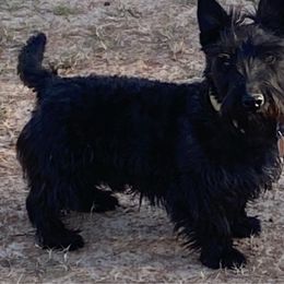 Seamus - Scottish Terrier