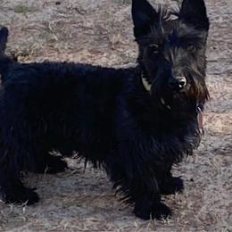 Seamus - Scottish Terrier
