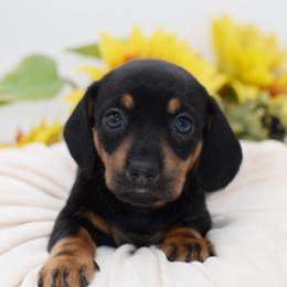 Daisy AKC - Black and tan female Dachshund puppy in Coweta, Oklahoma from Sunnyside Dachshunds