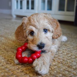 Australian Labradoodle Puppies from Australian Heritage Labradoodles