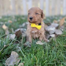 Herman-Yellow - Apricot male Goldendoodle puppy in Casper, Wyoming from 307 Doodles