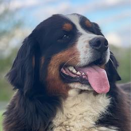 Greta - Bernese Mountain Dog
