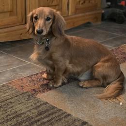 Archie - Dachshund