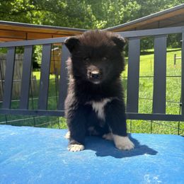 Pink - Black female Siberian Husky puppy in Jonesborough, Tennessee from Dry Creek Siberians