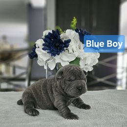 Blue Boy - Blue male Chinese Shar-Pei puppy in Blossvale, New York from CNY Shar Peis