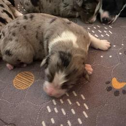 Tigger - Blue merle male Australian Shepherd puppy in Marshall, Virginia from Aussie Tales Farm
