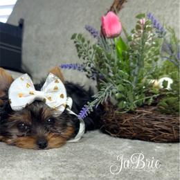 JaBrie - Black and gold female Yorkshire Terrier puppy in Prosper, Texas from DaintyDawlz