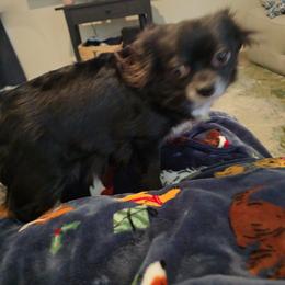 MIDNIGHT - Chihuahua