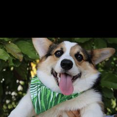 Pembroke Welsh Corgi Puppies from Coyote Creek Corgis