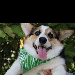 Pembroke Welsh Corgi Puppies from Coyote Creek Corgis