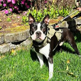 Louie - Boston Terrier