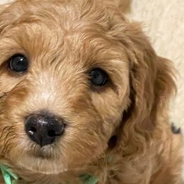 Girl 2 - Goldendoodle puppy in Oak Hill, Florida from Salty River Doodles