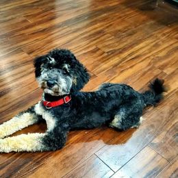 Sadie - Phantom female Goldendoodle puppy in Forest, Ohio from Mini Doodle Buddies