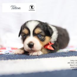 Teton -BTM2 - Black tri male Toy Australian Shepherd puppy in Nacogdoches, Texas from TK Standard, Mini, & Toy Aussies
